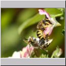Anthidium manicatum - Grosse Wollbiene 06 Paarung - Garten.jpg
